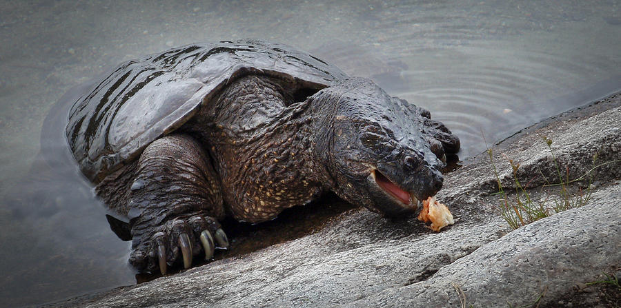 Hungry Snapping Turtle Photograph by Patti Deters