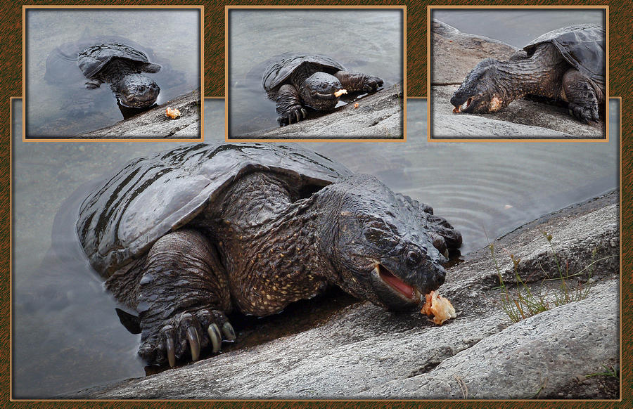Hungry Snapping Turtle Collage Photograph by Patti Deters