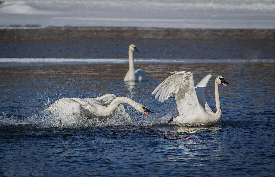 Feisty Trumpeter Swans Photograph by Patti Deters