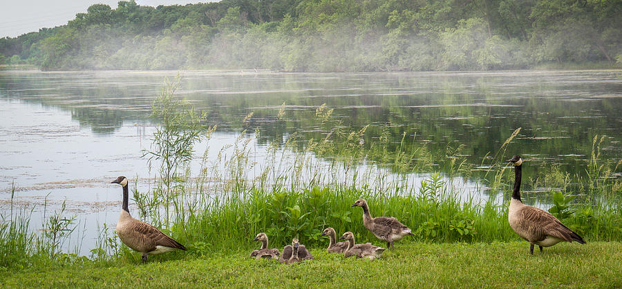 Geese Photograph - Geese Family and Morning Mist by Patti Deters