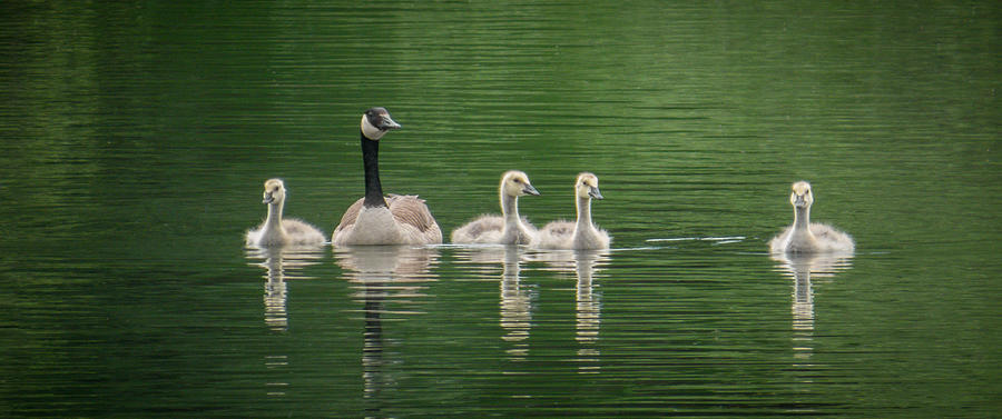Geese Family Photograph by Patti Deters