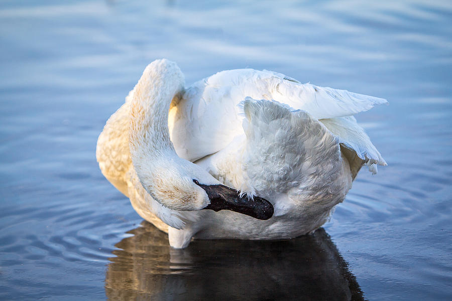 Trumpeter Swan Preening Photograph by Patti Deters
