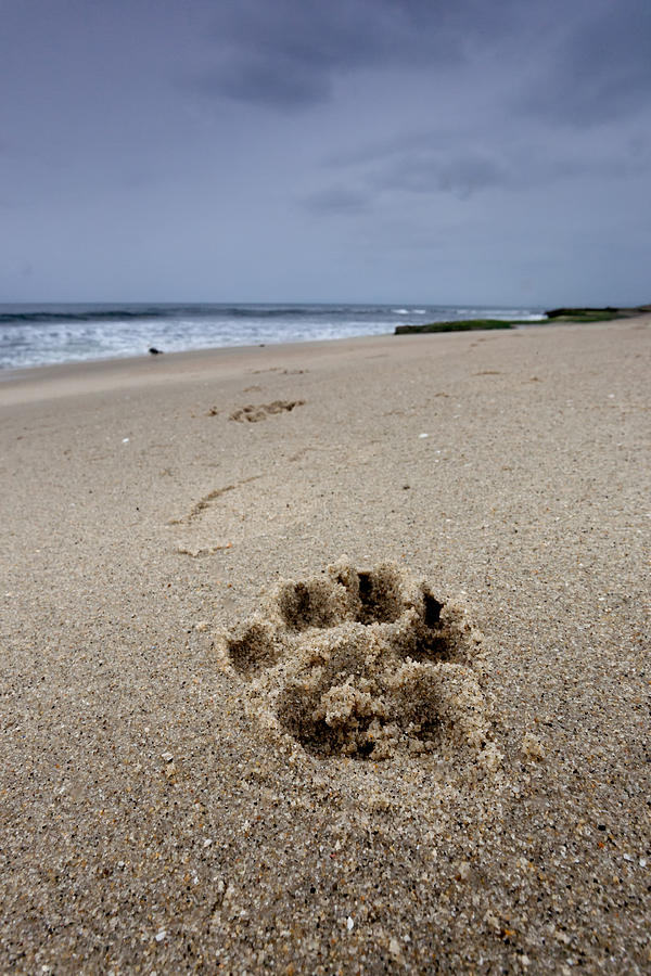 San Diego Photograph - No Maw but I got a Paw by Peter Tellone