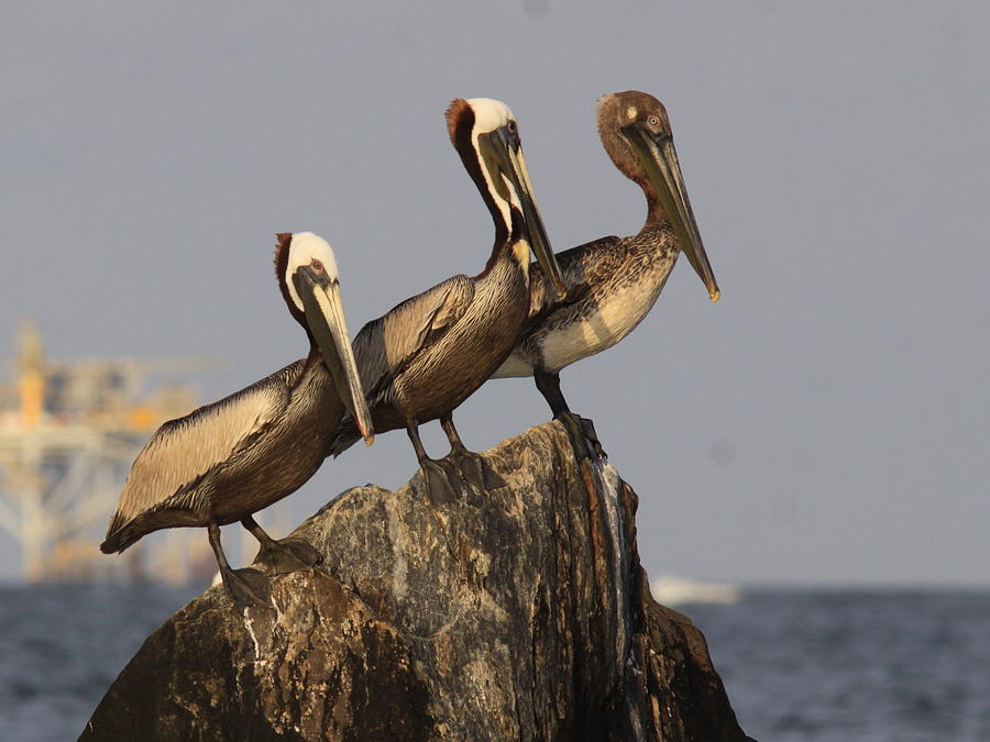 No More Room - Pelican - Gulf Of Mexici Photograph