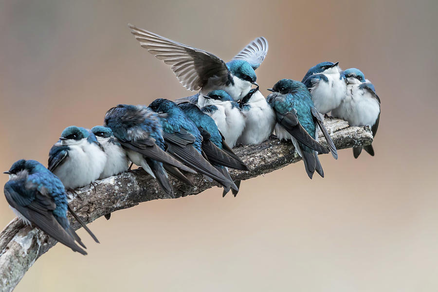 Swallow Photograph - No Room? No Problem. I Will Make Myself Some Room. by Cheng Chang