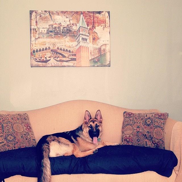 Dog Photograph - Couch Model by Mikaela Pederson