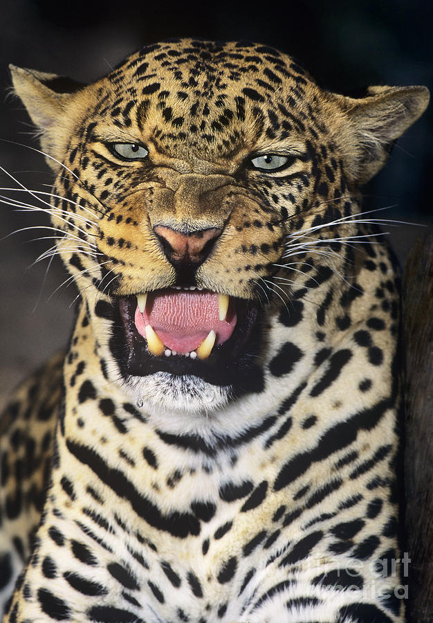 NO SOLICITORS African Leopard Endangered Species Wildlife Rescue Photograph by Dave Welling
