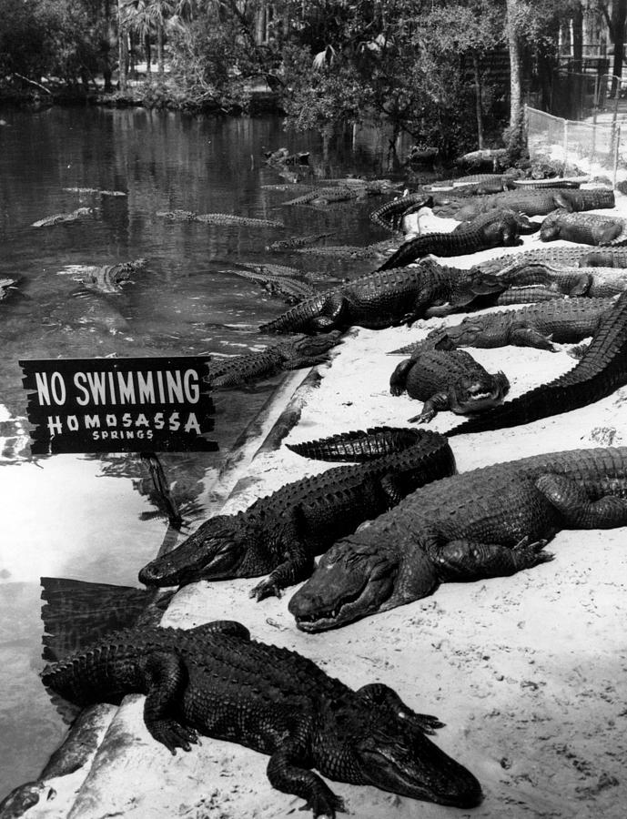 Vintage Photograph - No Swimming by Retro Images Archive