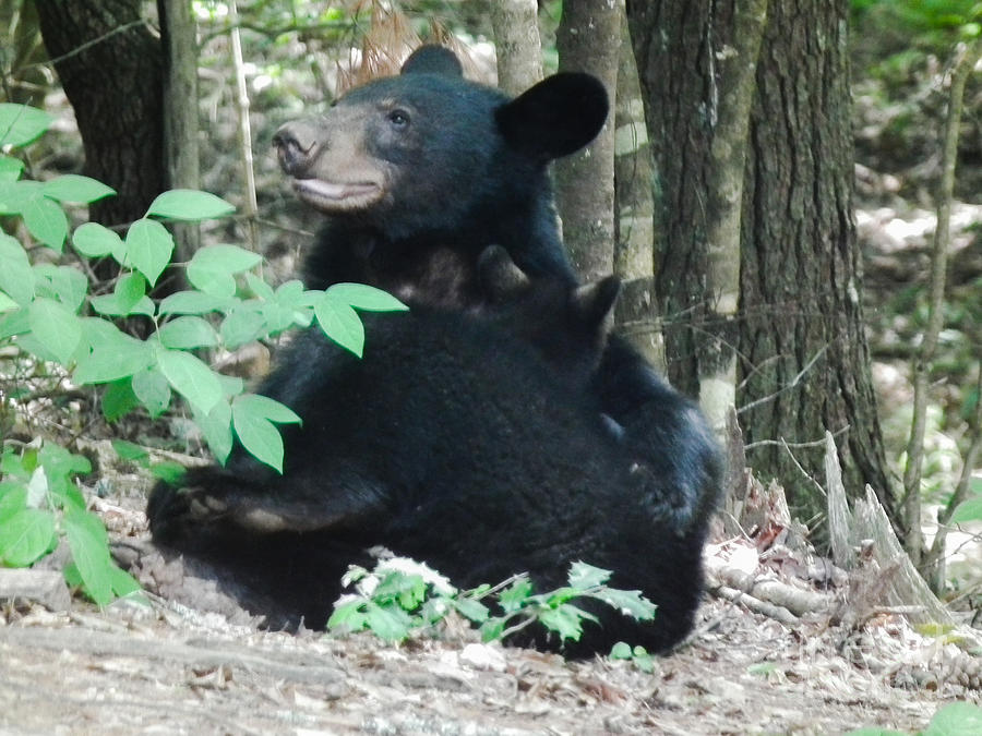 Bear - Cubs - Mother nursing Photograph by Jan Dappen