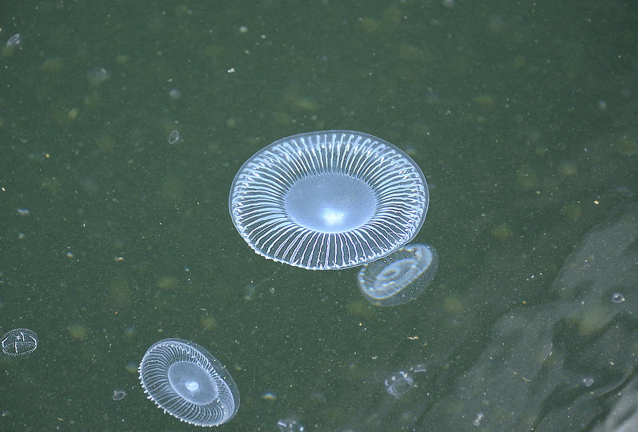 No Toast Just Jellies Photograph by Richard Henne