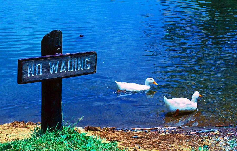 No Wading Photograph by Marie Hicks
