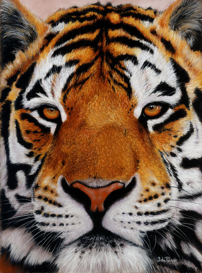 Nobility Amur Siberian Tiger Painting by John Palmer - Fine Art America