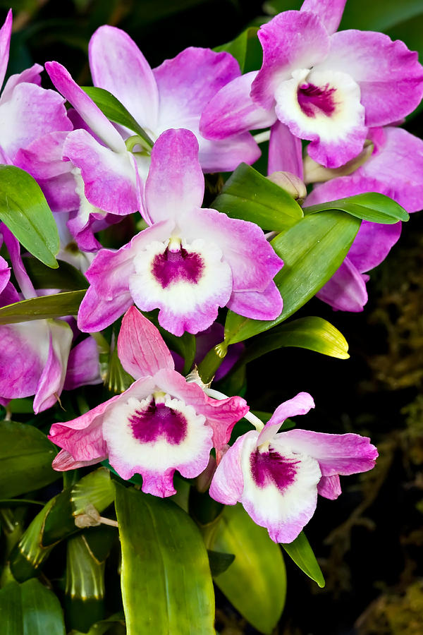 Noble Dendrobium Photograph by Hal Horwitz