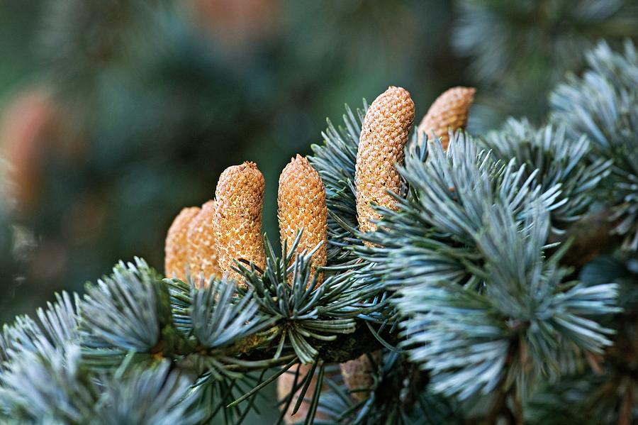 noble fir needles