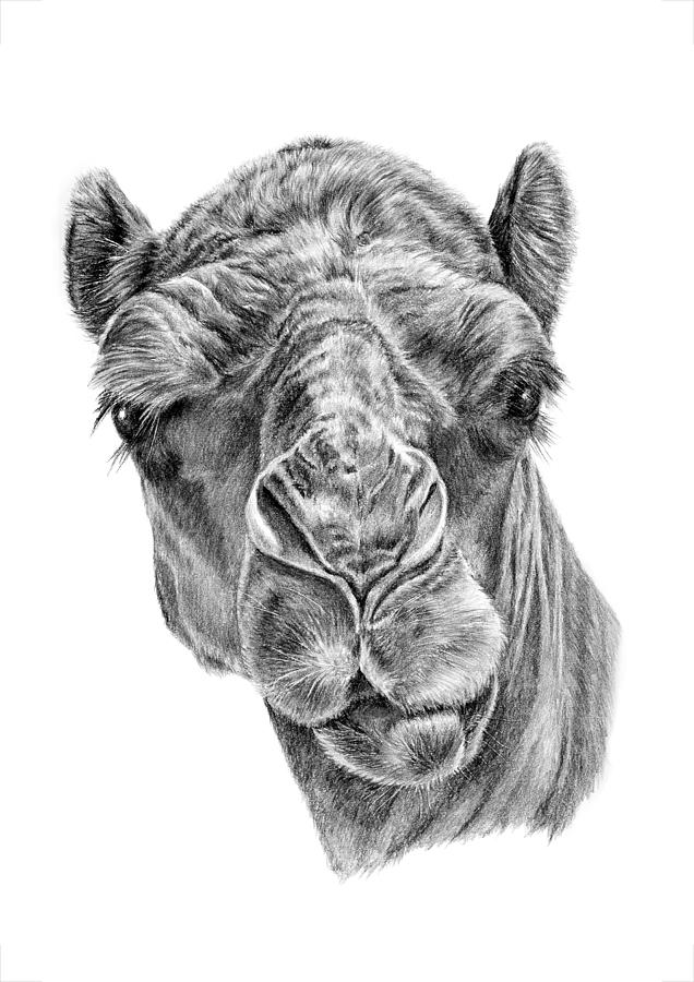 Wildlife Drawing - Noble One by Pencil Paws