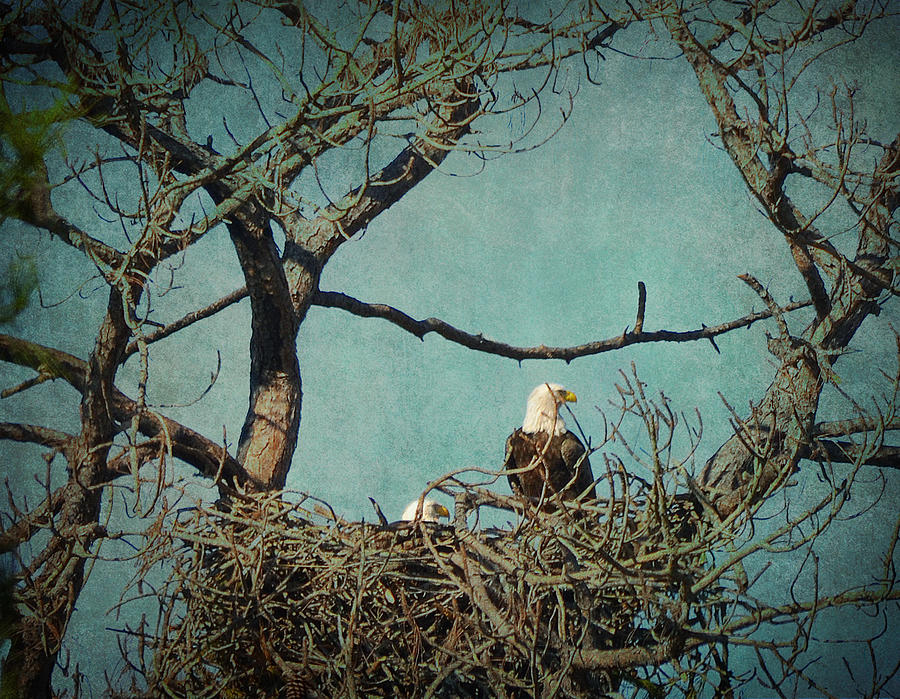 Noble Pair of American Bald Eagles in Treetop Nest Photograph by Carla Parris