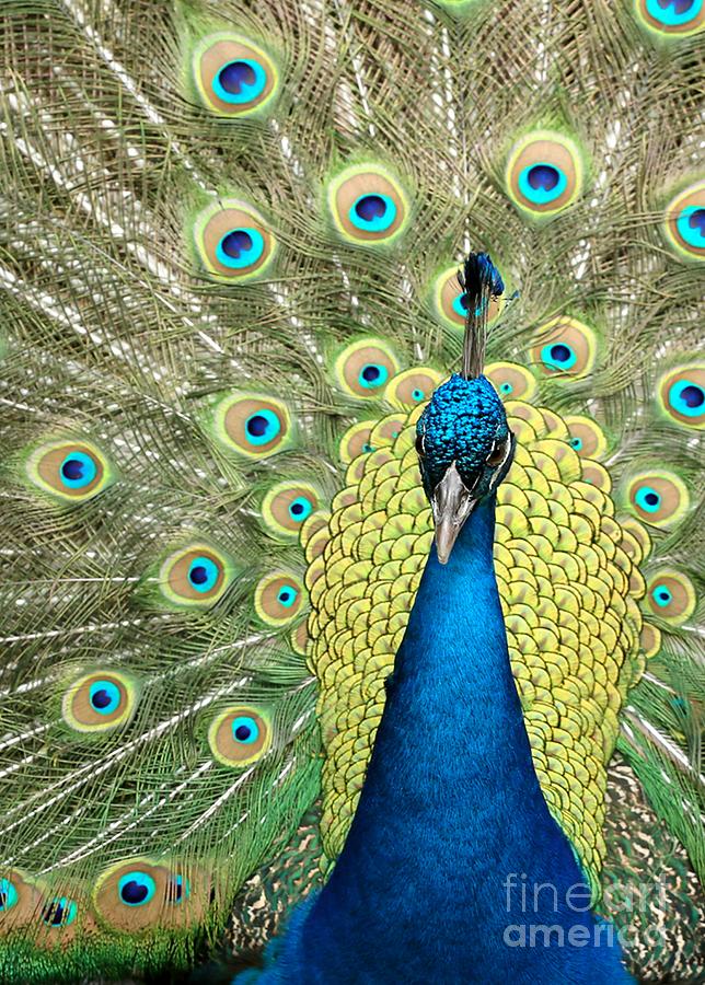Noble Peacock Photograph by Sabrina L Ryan