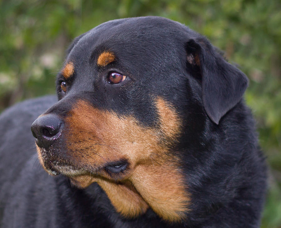 Noble Rotty Photograph by Dwayne Schmidt - Fine Art America