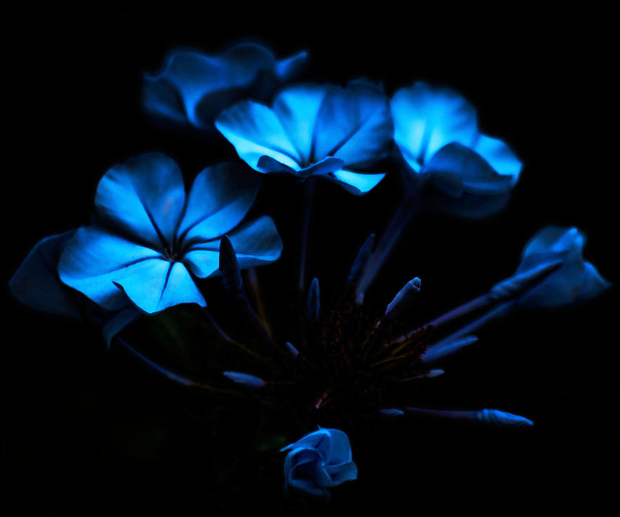 Nocturnal Blue Photograph by Camille Lopez