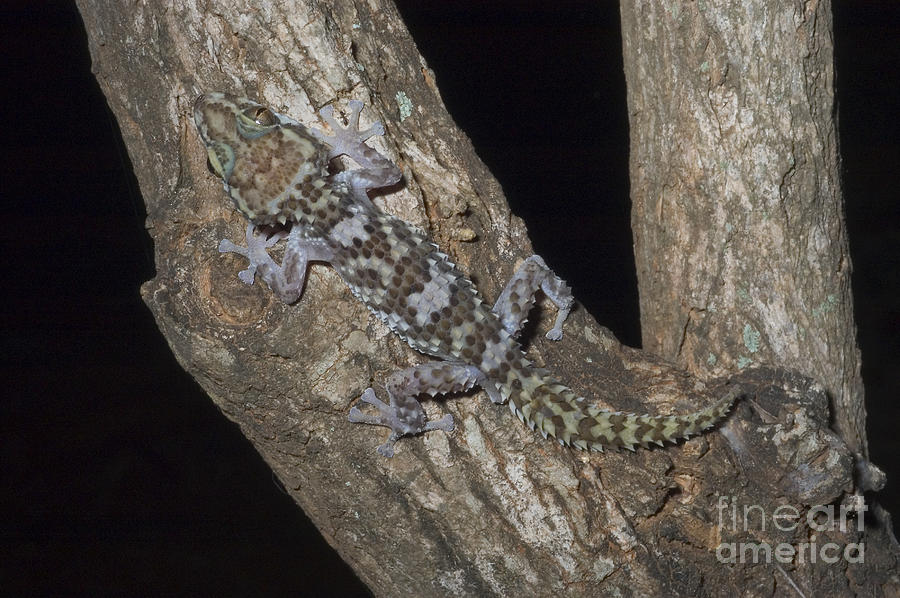 Nocturnal Gecko Photograph by Greg Dimijian