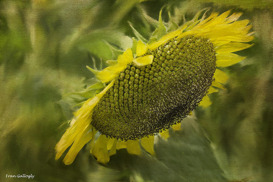 Nodding Sunflower Photograph by Fran Gallogly