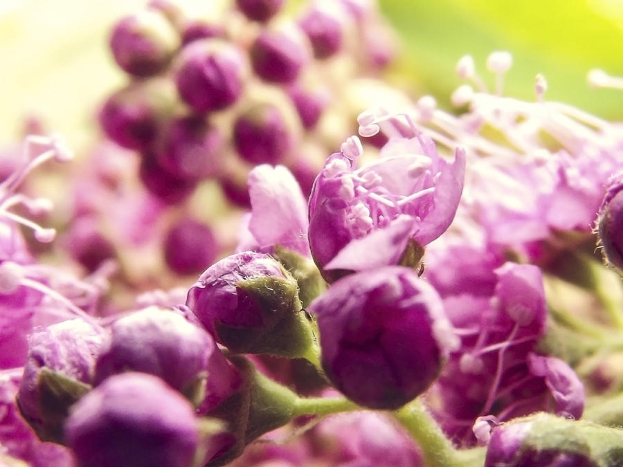 Flower Photograph - Nodes Of A Lilac by Yvon van der Wijk