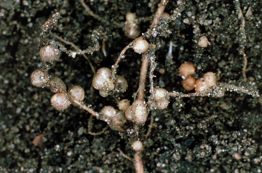 Nodules Of Rhizobium Leguminosarum Photograph by Dr Jeremy Burgess/science Photo Library.