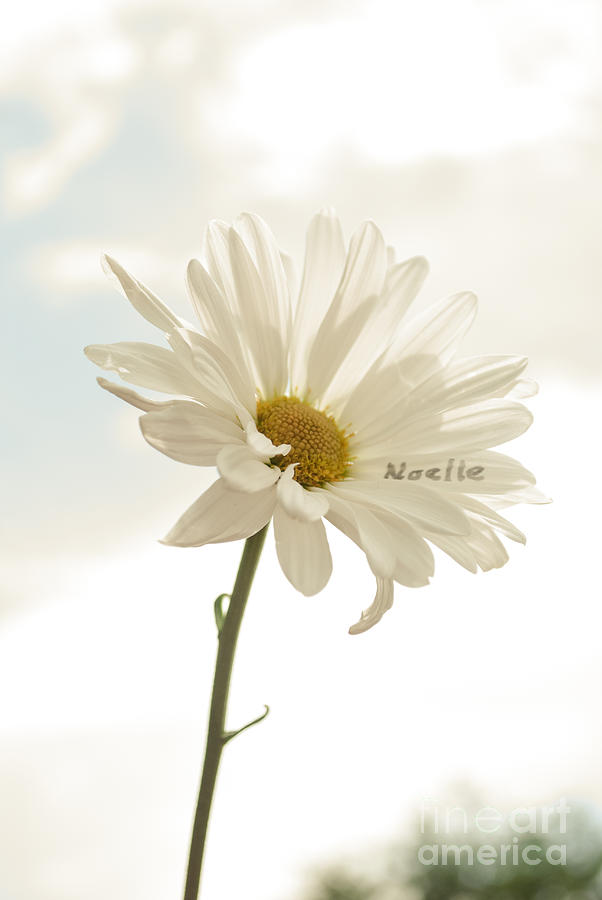 Daisy Photograph - Noelle 3 by Eloras Mommy