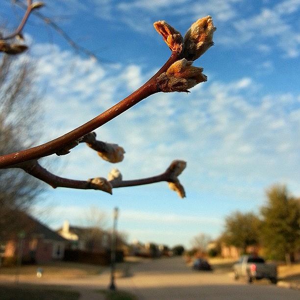 Dallas Photograph - #nofilter #buds #sping #dallas #texas by Jake Tucker