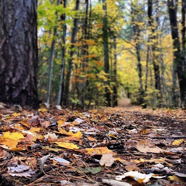 Nature Photograph - #nofilter #durhamforest #leaves #fall by Krista Duke
