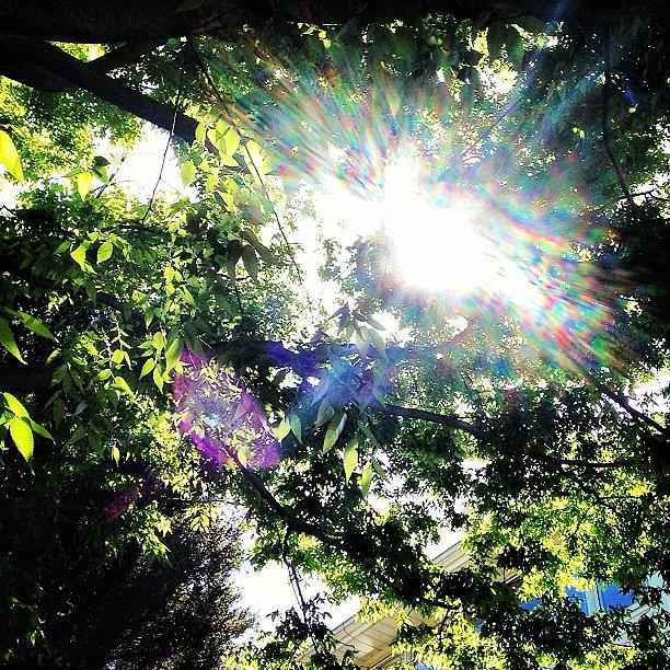 Tree Photograph - #nofilter #tree #sunshine #gorgeous by Samantha Rash