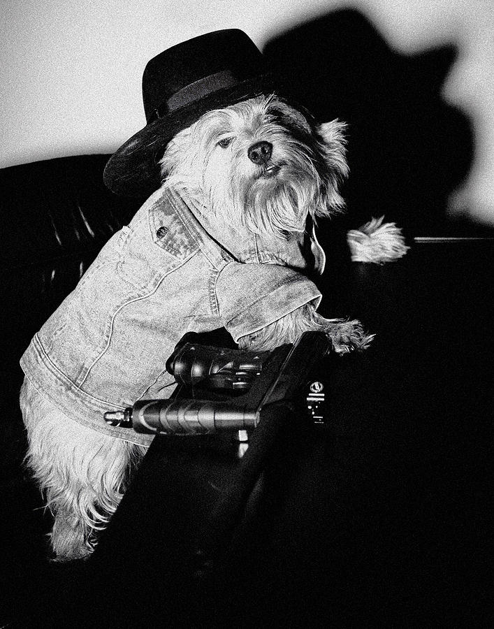 Noir Gangster Dog Digital Art by Susan Stone