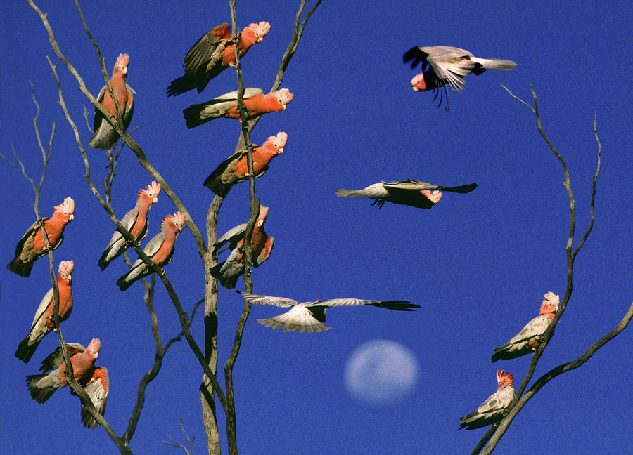 Cockatoo Photograph - Noisy Cockattoos And Moon by Per-Andre Hoffmann