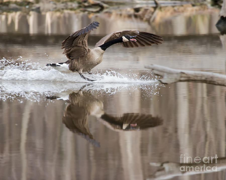 Nature Photograph - Noisy Landing by Dale Nelson