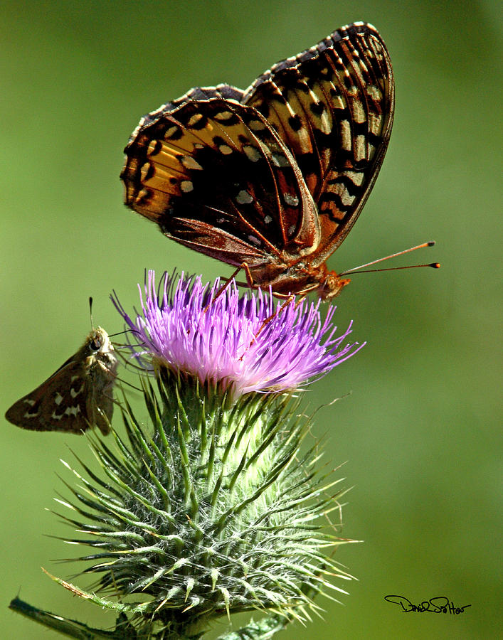 Nokomis Fritillary Butterfly Photograph by David Salter - Fine Art America
