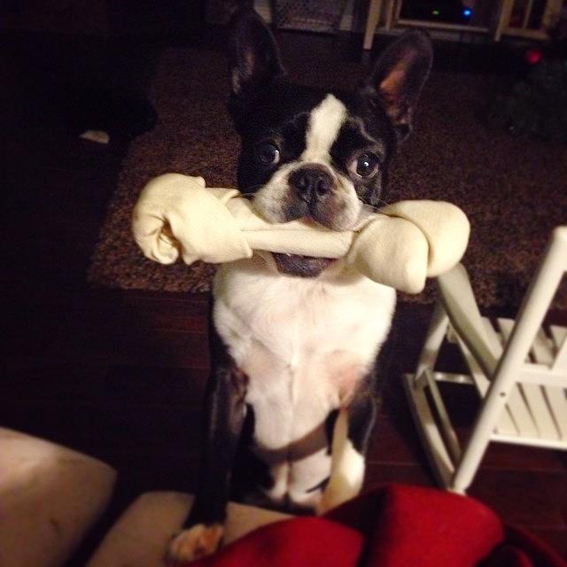 Nola Got A New Bone And She Loves It Photograph by Colleen Callais