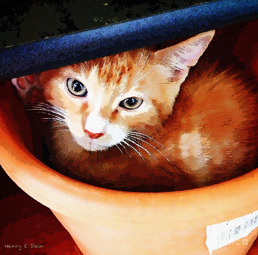 Cat Photograph - Noli Hidding by Nancy Stein