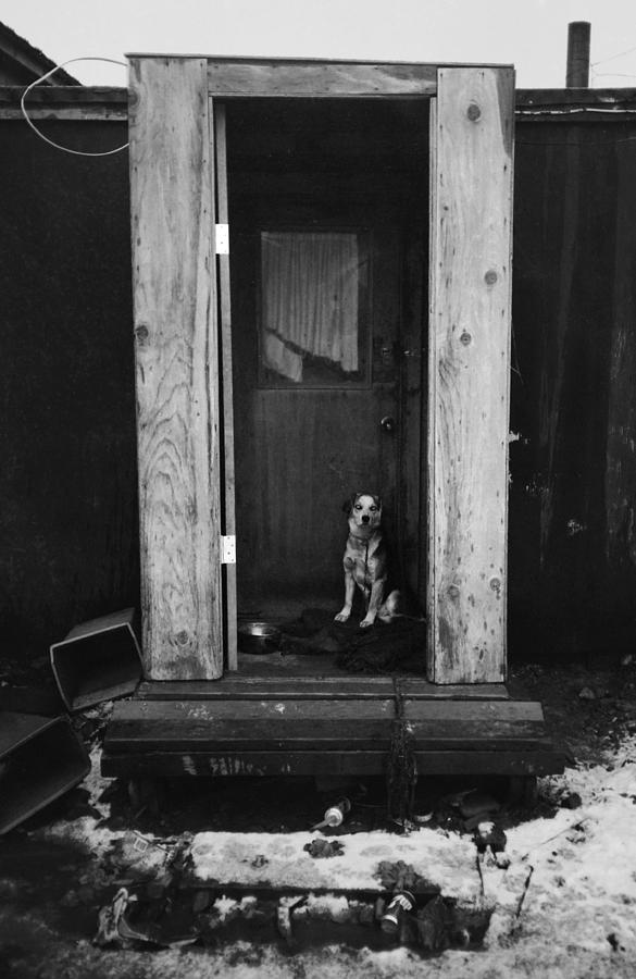 Nome Watchdog Photograph by Pekka Sammallahti