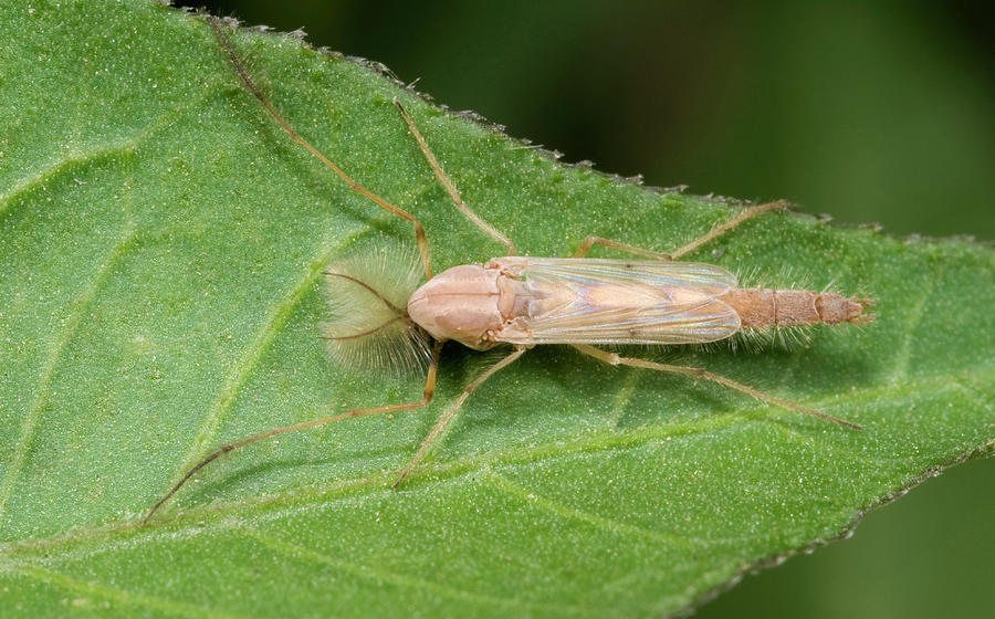 Nature Photograph - Non-biting Midge by Nigel Downer