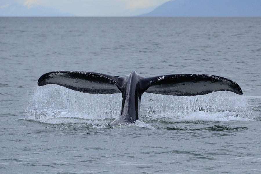 Noncarnival Whale Tail Photograph by Richard Henne