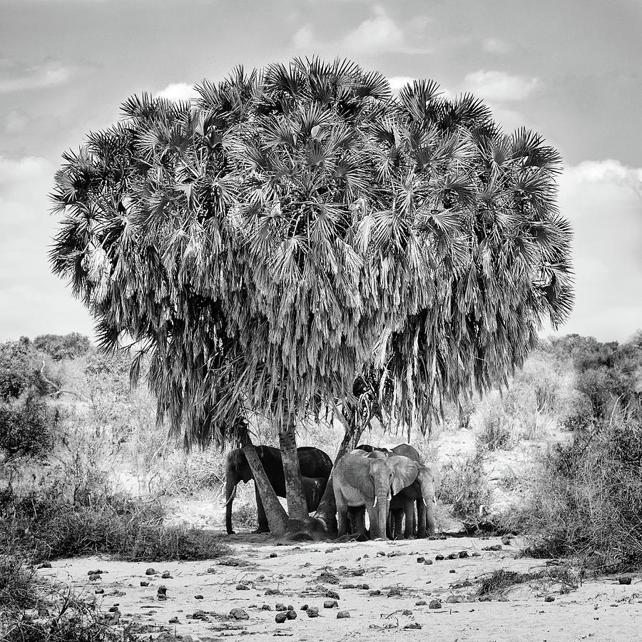 Kenya Photograph - Noon Meeting by Marcel Rebro