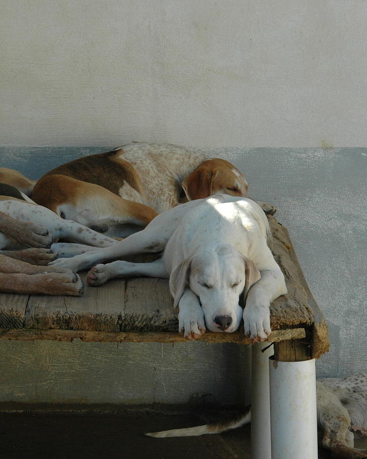 Foxhound Photograph - Noontime Nap by Nancy Milburn Kleck