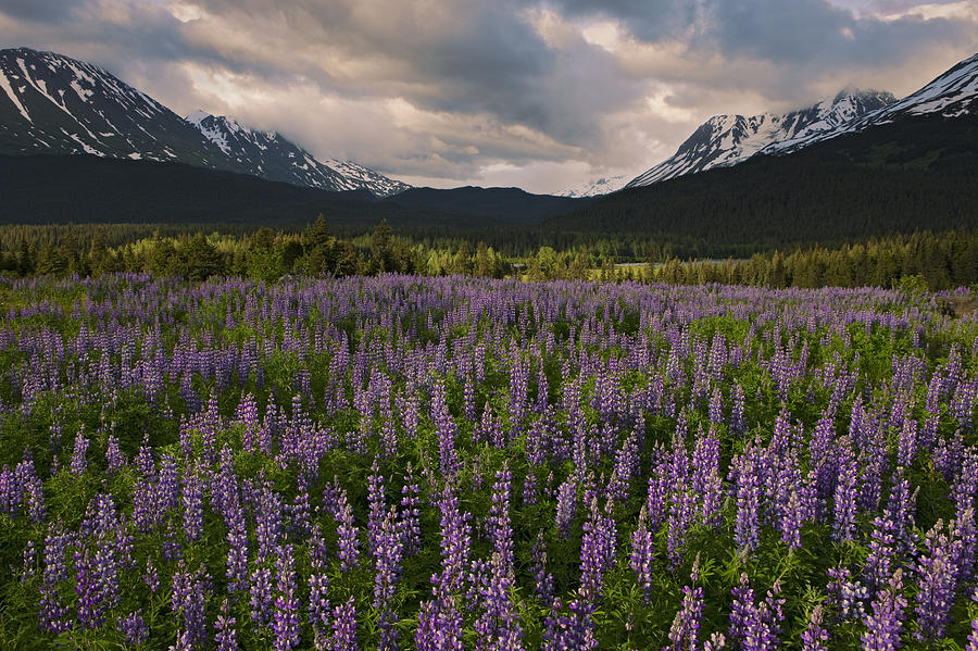 Nootka Lupine Chugach Nf Alaska Photograph by Ingo Arndt Nootka Lupine Chugach Nf Alaska Photograph by Ingo Arndt