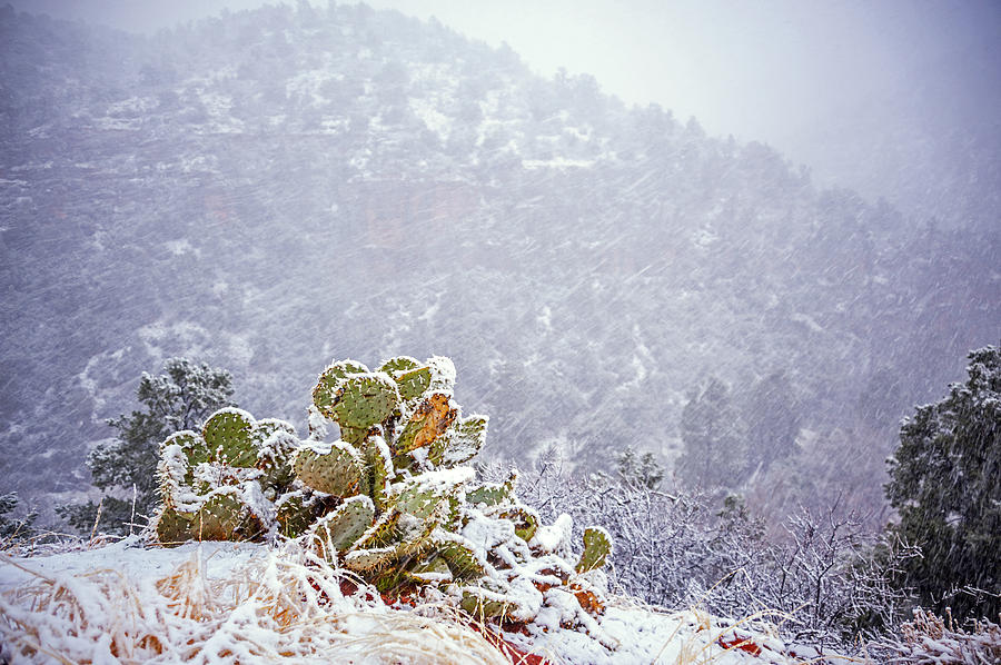 Nopal in Snow Photograph by Anthony Citro