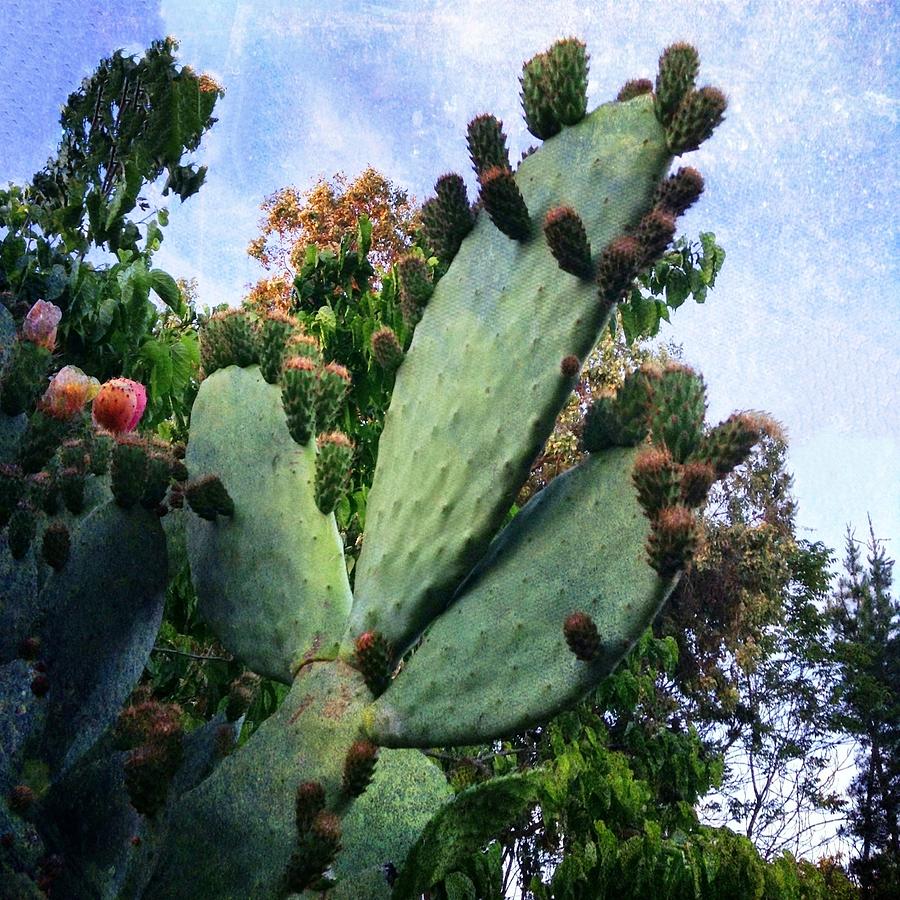 Nopales Cactus Photograph by Anne Thurston
