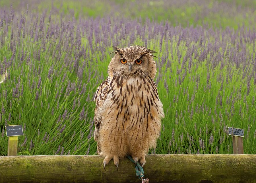 Norfolk Lavender Owl Photograph by Www.deirdregregg.com