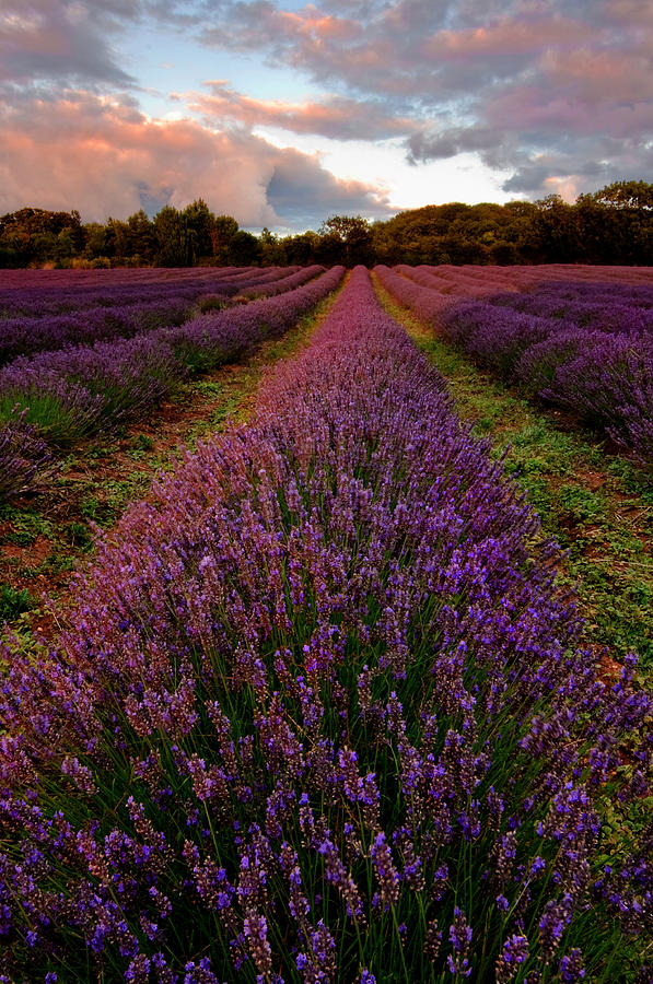 Norfolk Lavender Photograph by Rachel Slater - Fine Art America