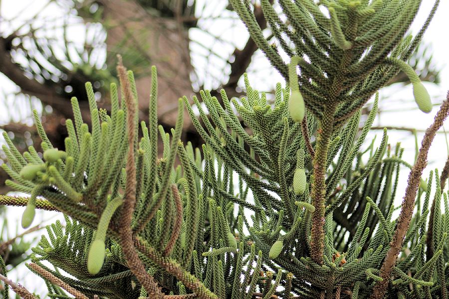 Norfolk Pine Photograph by Gayle Berry - Fine Art America