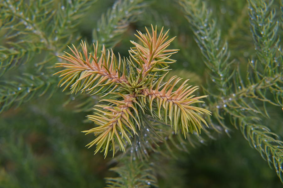 Norfolk pine Photograph by Laurel McCue - Fine Art America