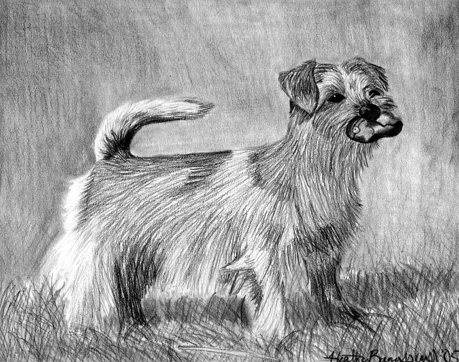 Norfolk Terrier Dog Portrait Drawing by Olde Time Mercantile - Fine Art ...